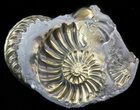 Pyritized Pleuroceras Ammonite Cluster - Germany #42758-1